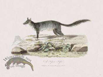 58 New Holland Caffowary